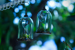 Luna Moth Bell Jar Earrings (Made To Order)