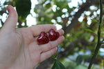 Glitter Heart Stud Earrings