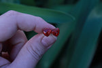 Roxanne Red Tiny Glitter Heart Studs